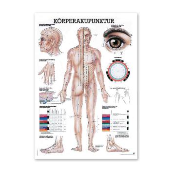 Rüdiger Anatomie Akupunktur-Poster 